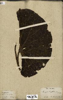 spécimen de Euryale ferox