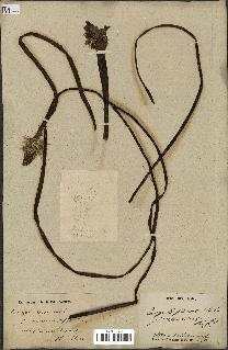 spécimen de Euryale ferox