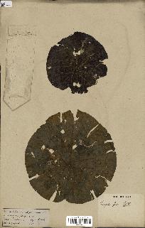 spécimen de Euryale ferox
