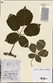 spécimen de Rubus ass-rub