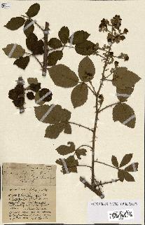 spécimen de Rubus ass-rub
