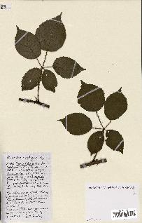 spécimen de Rubus ass-rub