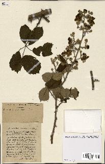 spécimen de Rubus ass-rub