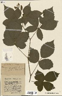 spécimen de Rubus ass-rub