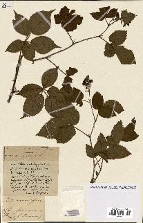 spécimen de Rubus ass-rub