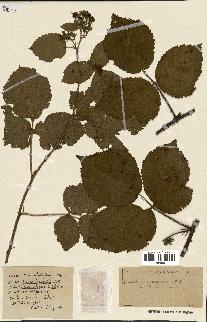 spécimen de Rubus ass-rub