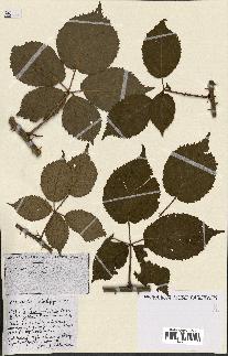 spécimen de Rubus ass-rub