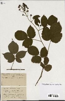 spécimen de Rubus ass-rub