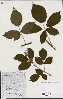 spécimen de Rubus ass-rub