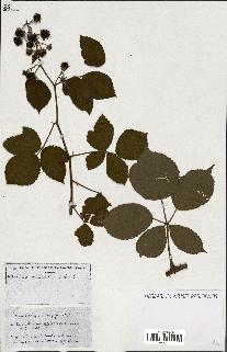 spécimen de Rubus ass-rub
