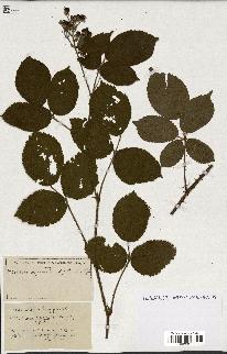 spécimen de Rubus ass-rub
