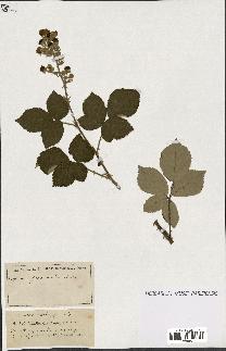 spécimen de Rubus ass-rub