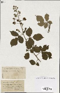 spécimen de Rubus ass-rub