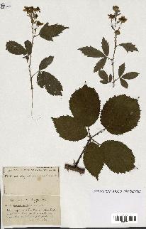 spécimen de Rubus ass-rub