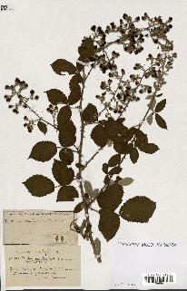 spécimen de Rubus ass-rub