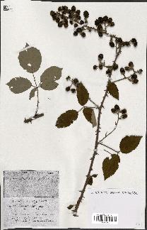 spécimen de Rubus ass-rub