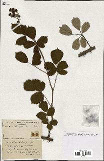 spécimen de Rubus ass-rub