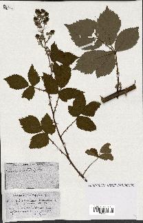 spécimen de Rubus ass-rub