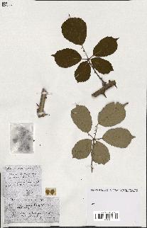 spécimen de Rubus ass-rub