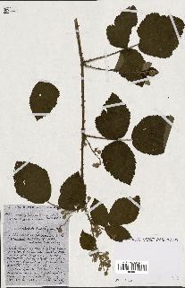spécimen de Rubus ass-rub
