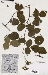 spécimen de Rubus ass-rub