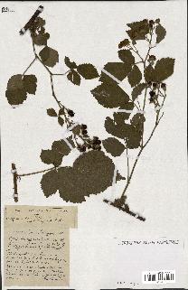 spécimen de Rubus ass-rub