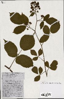 spécimen de Rubus ass-rub