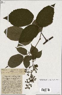 spécimen de Rubus ass-rub