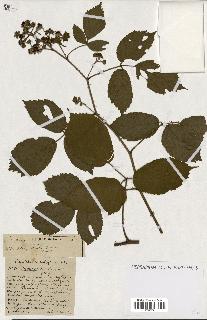spécimen de Rubus ass-rub