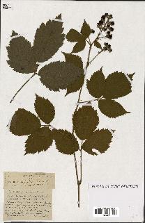 spécimen de Rubus ass-rub