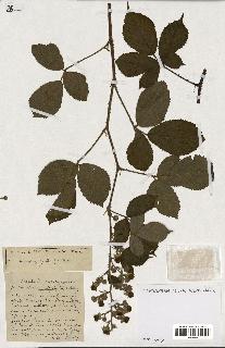 spécimen de Rubus ass-rub