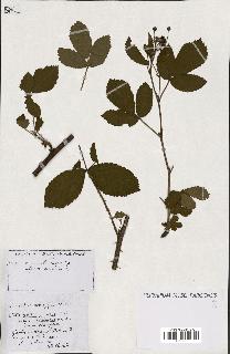 spécimen de Rubus ass-rub