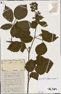 spécimen de Rubus ass-rub