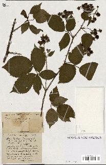 spécimen de Rubus ass-rub
