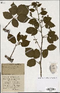 spécimen de Rubus ass-rub