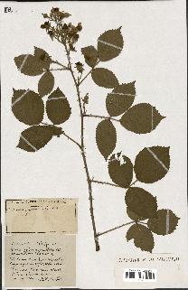 spécimen de Rubus ass-rub
