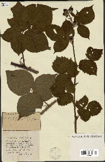 spécimen de Rubus ass-rub