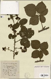 spécimen de Rubus ass-rub