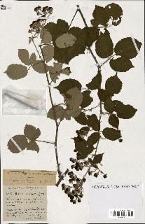 spécimen de Rubus ass-rub