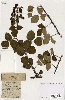spécimen de Rubus ass-rub