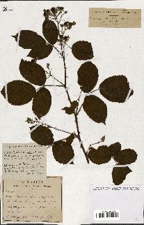 spécimen de Rubus ass-rub
