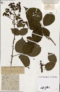 spécimen de Rubus ass-rub