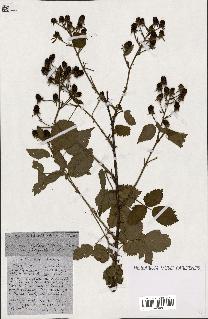 spécimen de Rubus ass-rub