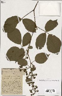 spécimen de Rubus ass-rub