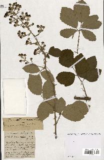 spécimen de Rubus ass-rub
