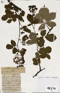 spécimen de Rubus ass-rub