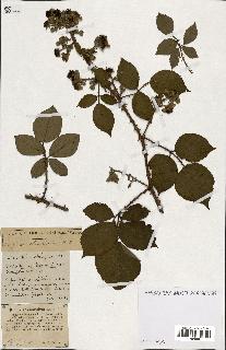 spécimen de Rubus ass-rub