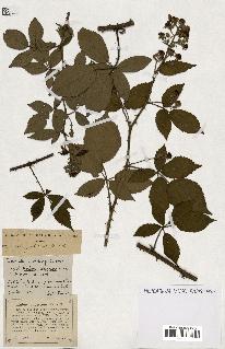 spécimen de Rubus ass-rub