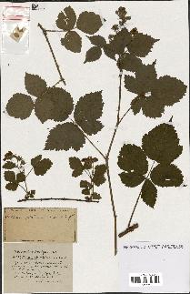 spécimen de Rubus ass-rub