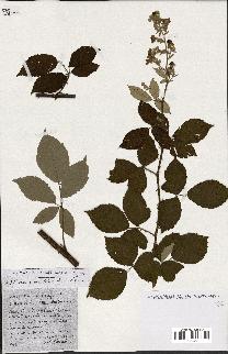 spécimen de Rubus ass-rub